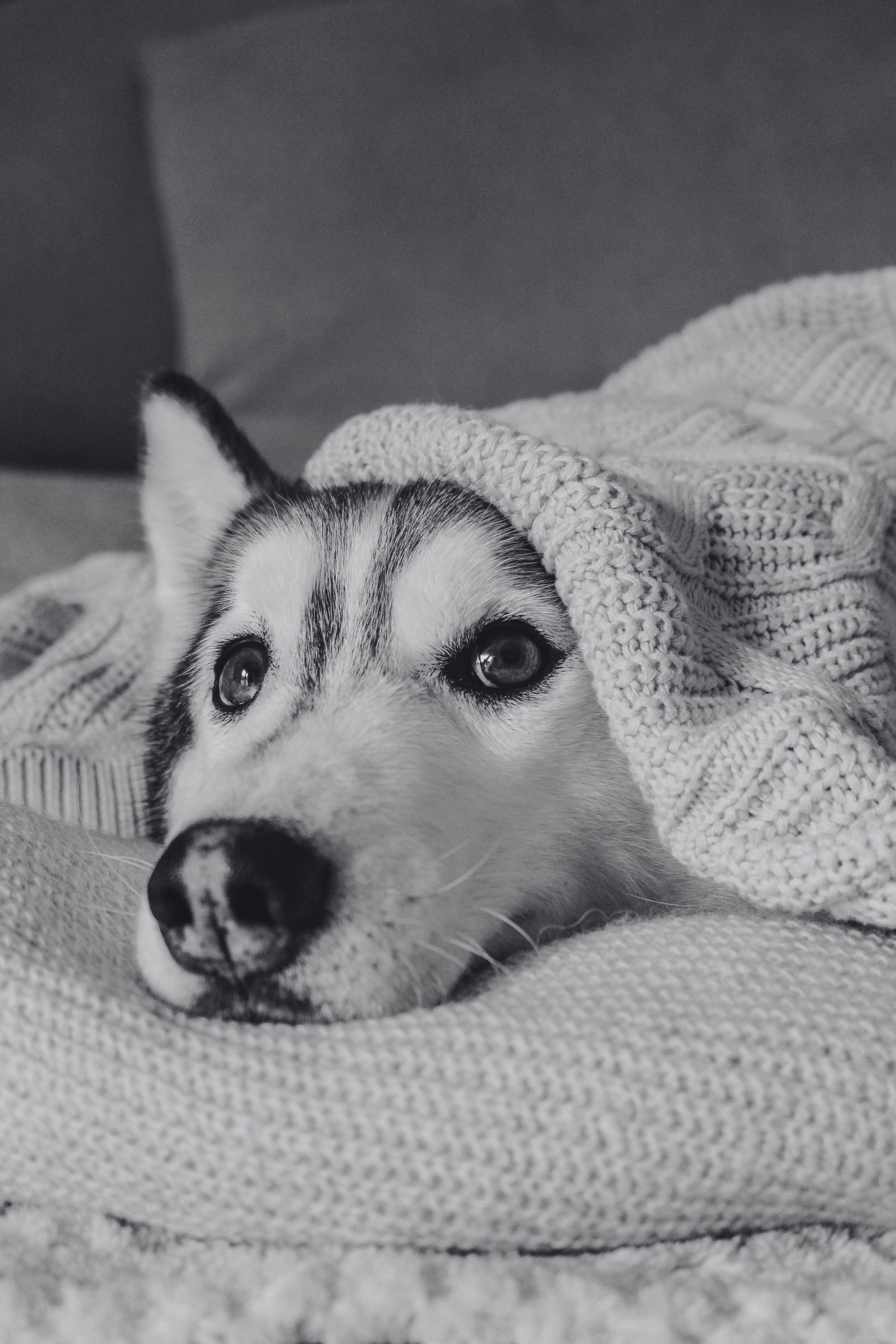 Husky dog under a blanket in a comfortable position, similar to the experience of the in-home PEMF