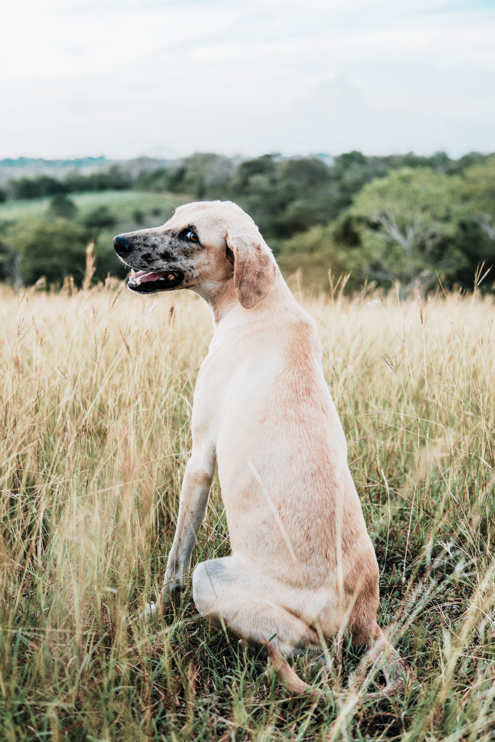 Dog looking over shoulder in a field