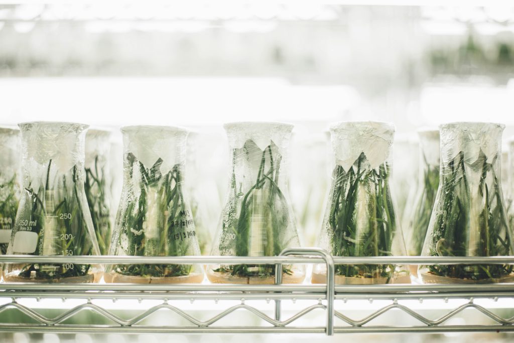 Glass jars with greenery in them