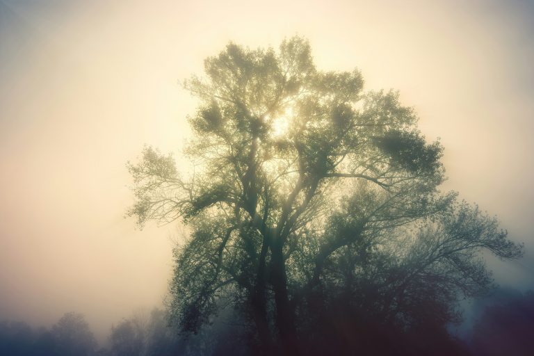 Sky and tree through the haze