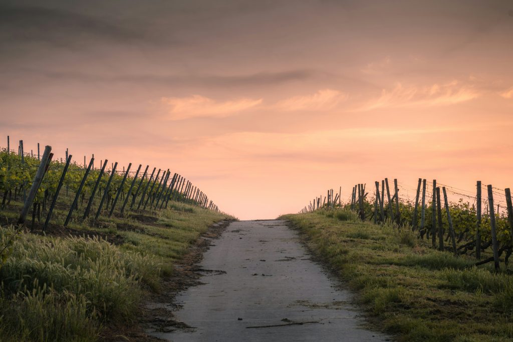 Path over the dunes towards the sunset